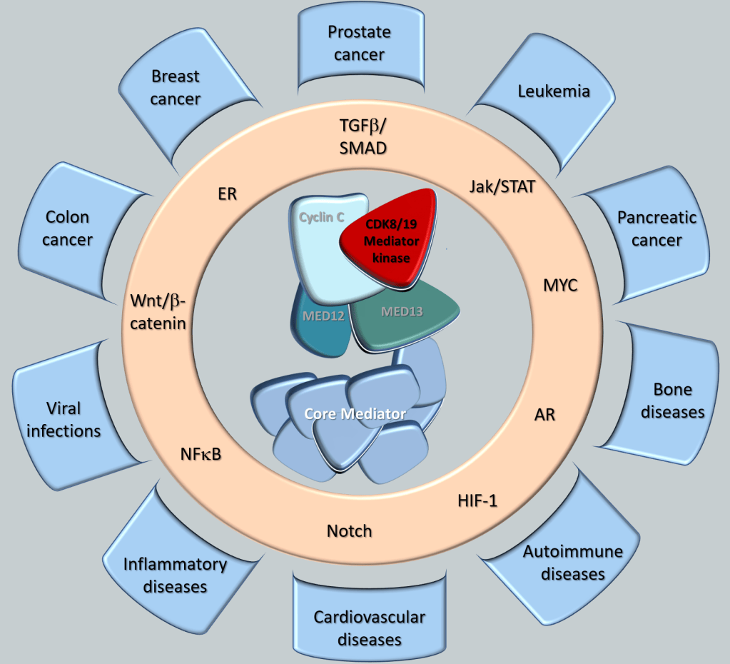 Mediator Kinase Inhibitors
